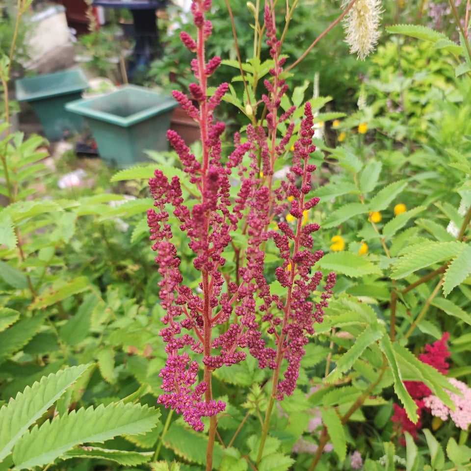 Stauder Astilbe