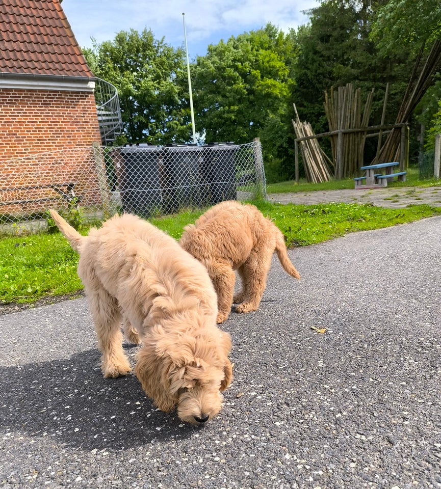 Goldendoodle hvalpe klar ti