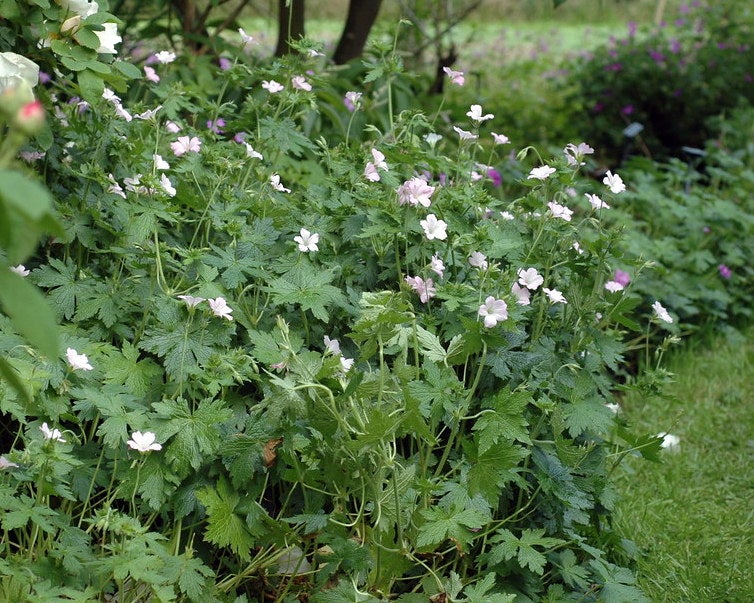 Geranium Oxonianum Storkenæb der