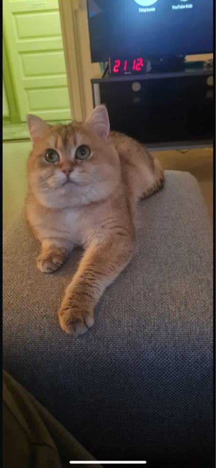 Hankat British shorthair 2 år