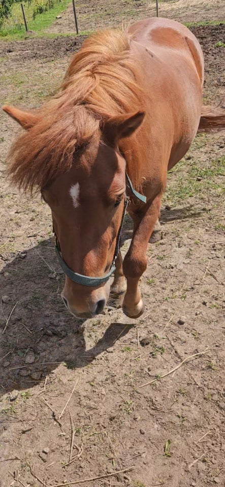 Blanding hoppe 4 år