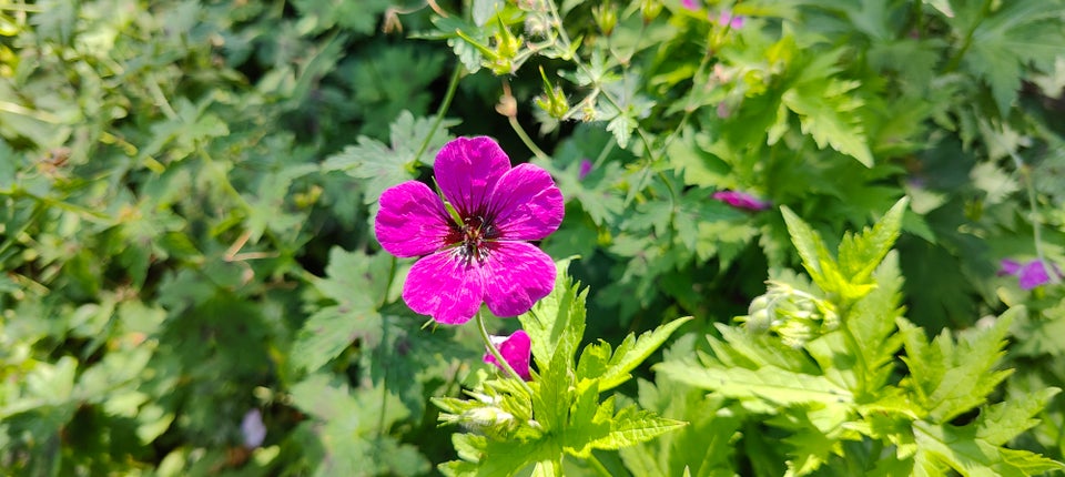 Staude 6 stk Geranium