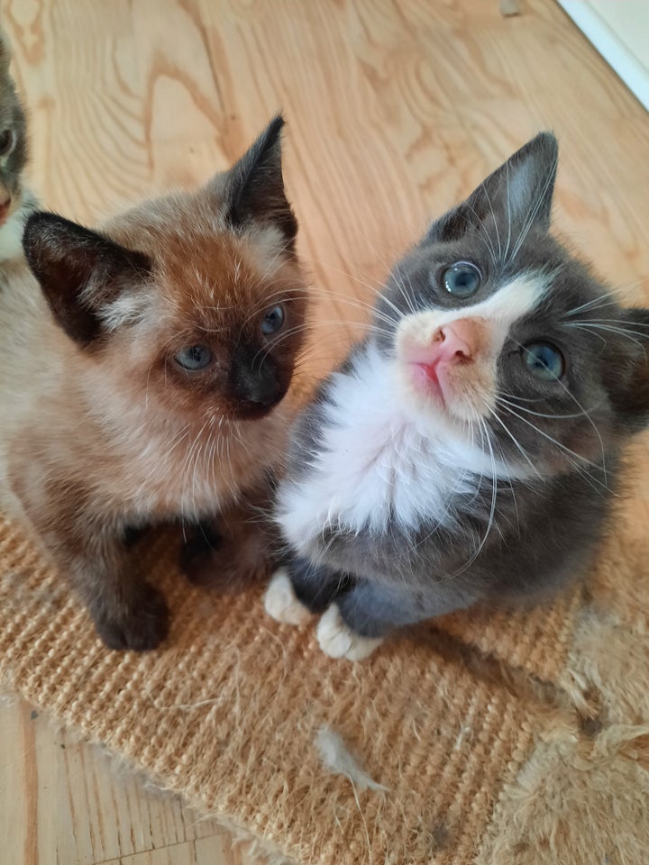 Hankilling, Ragdoll- maine-coon,