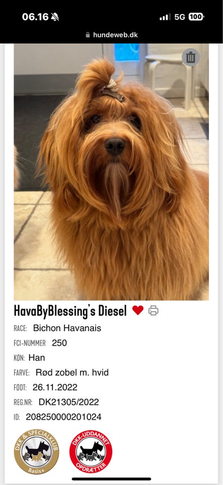 Bichon Havanais hund 2 år