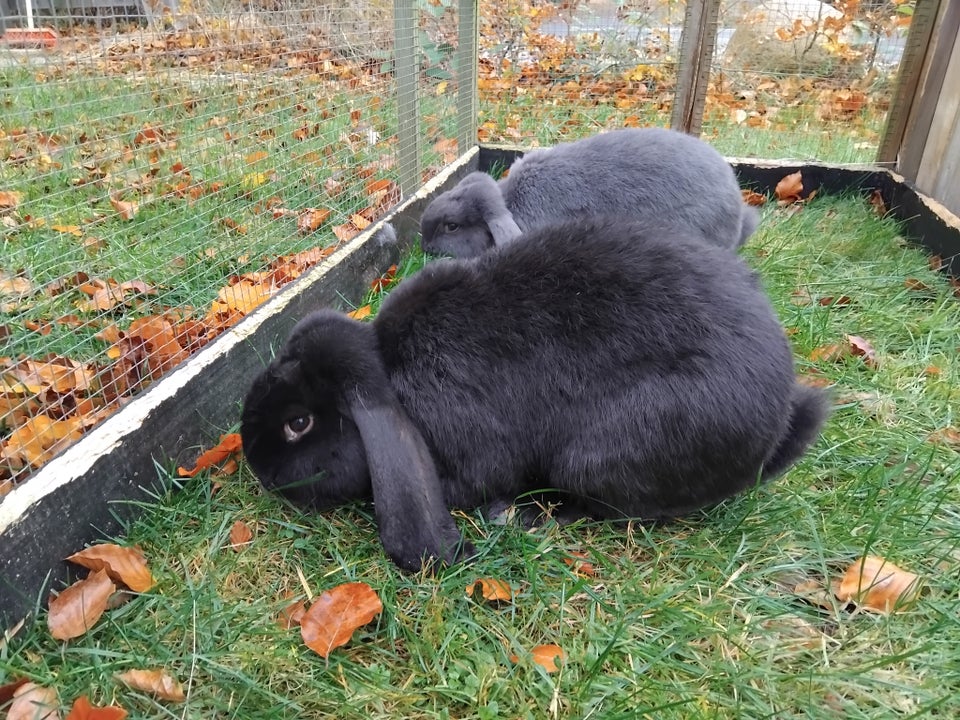 Kanin, Fransk vædder, 0 år