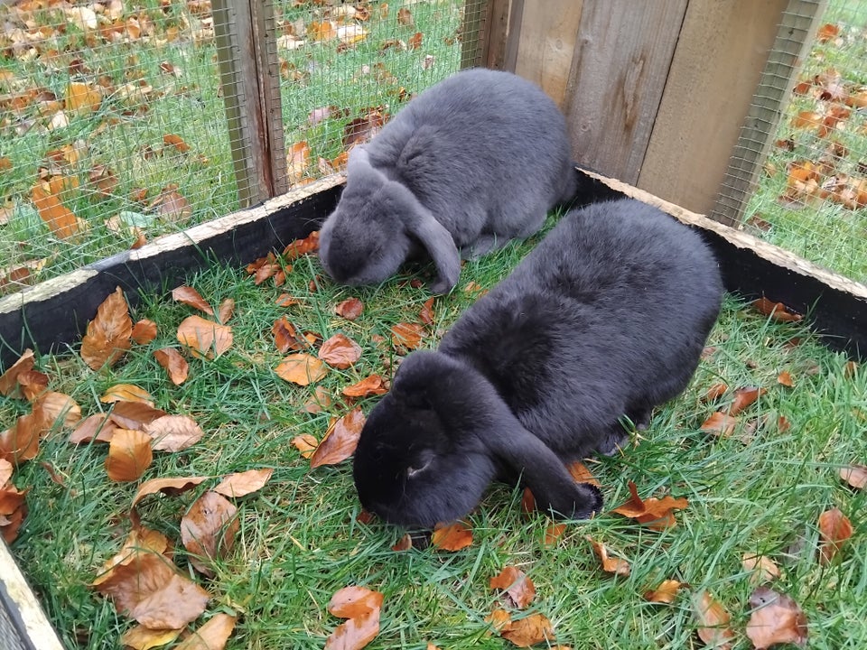 Kanin, Fransk vædder, 0 år