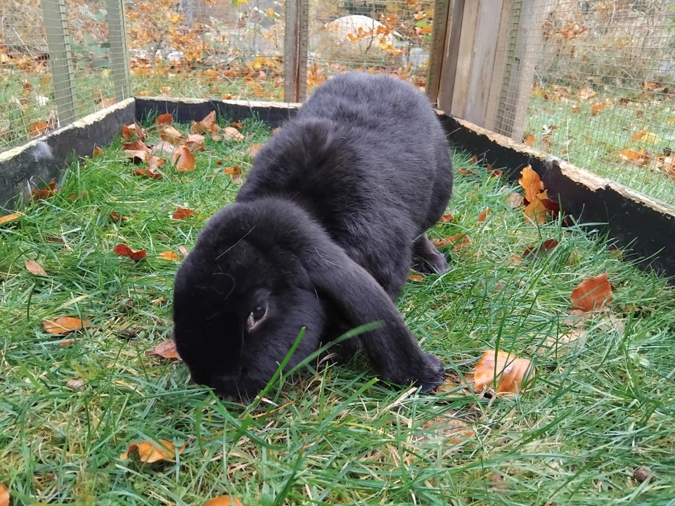 Kanin, Fransk vædder, 0 år