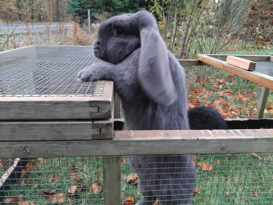 Kanin, Fransk vædder, 0 år