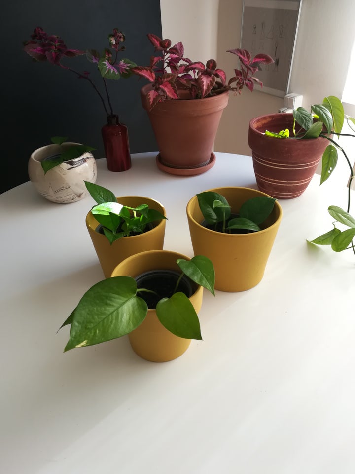 Golden og Jade pothos Hænge