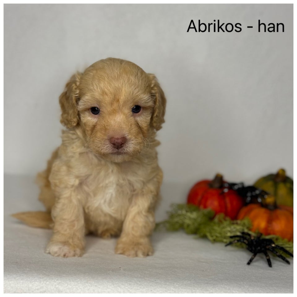 Cavapoo f1b , hvalpe, 6 uger