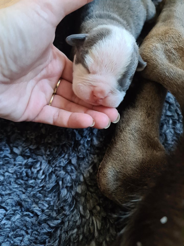 Old english bulldog, flere hvalpe,