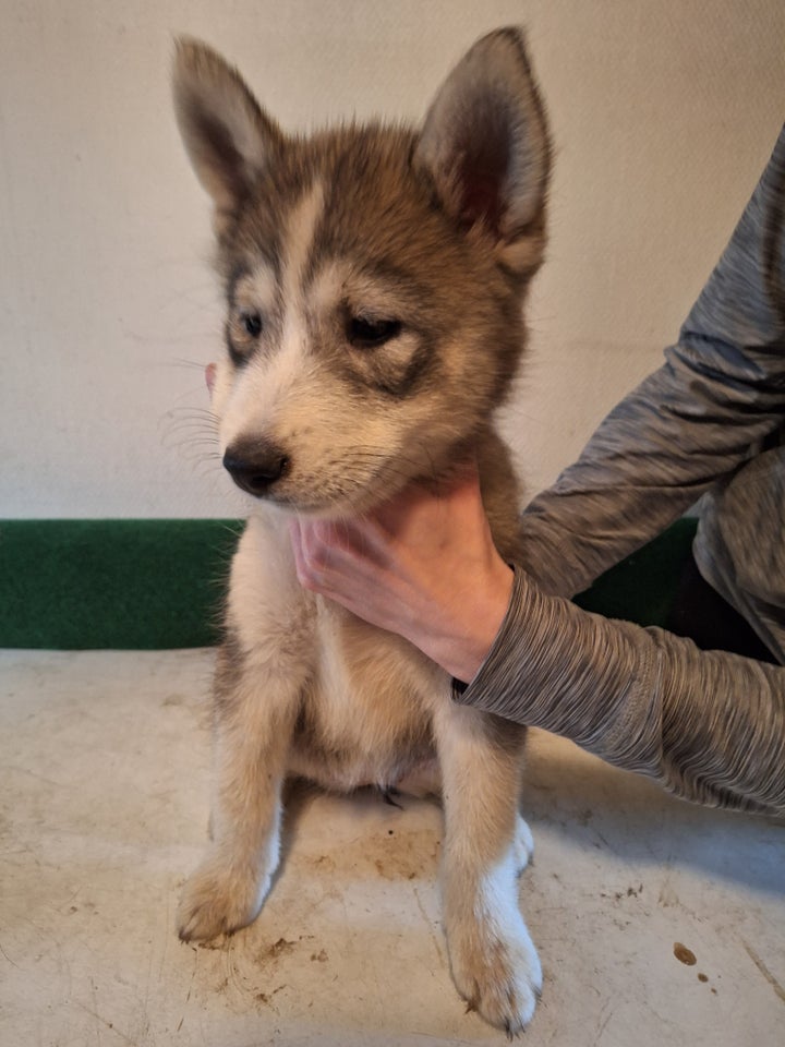 Husky/samojede, hvalpe, 10 uger