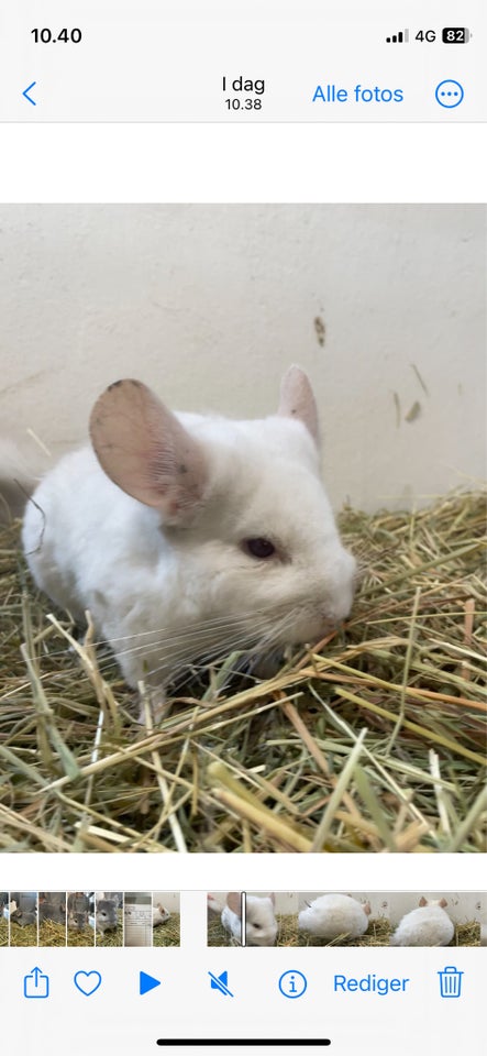 Chinchilla Hvid 2 år