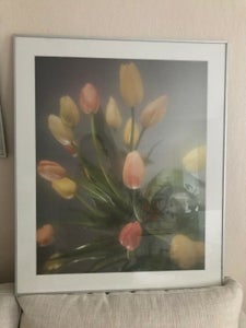 Billede af tulipaner