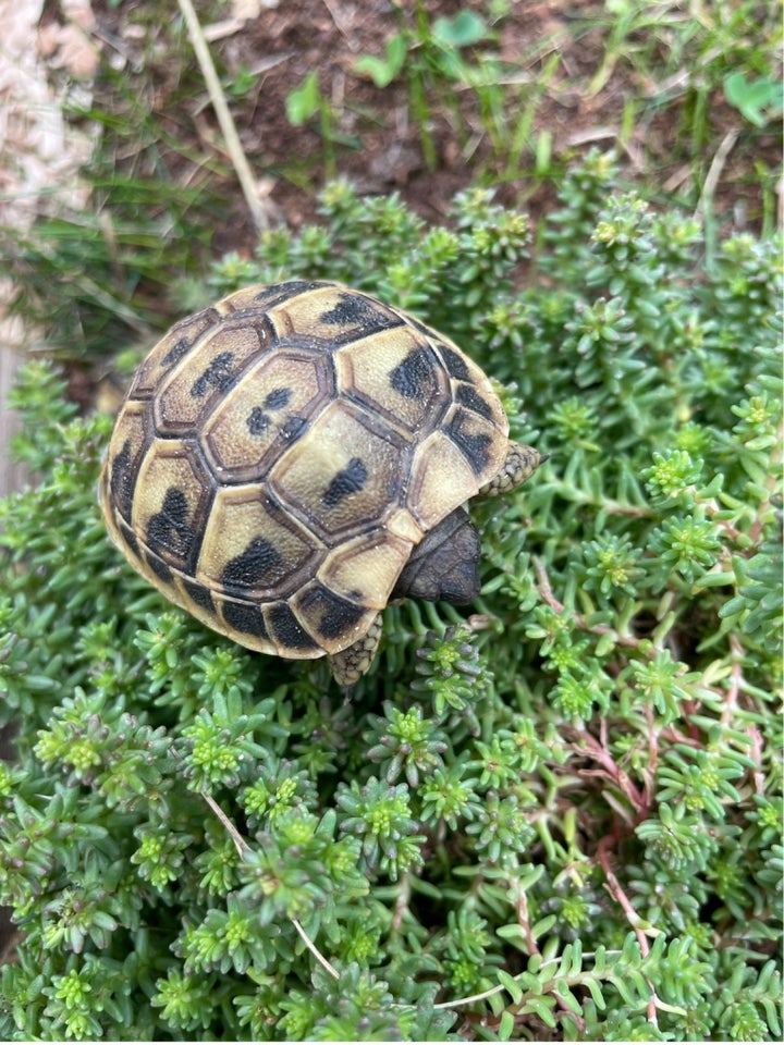 Skildpadde Græsk landskildpadde