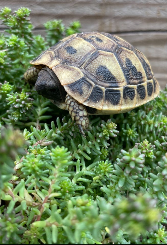 Skildpadde Græsk landskildpadde