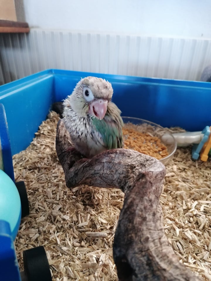 Conure Cinnamon turkis conure 0