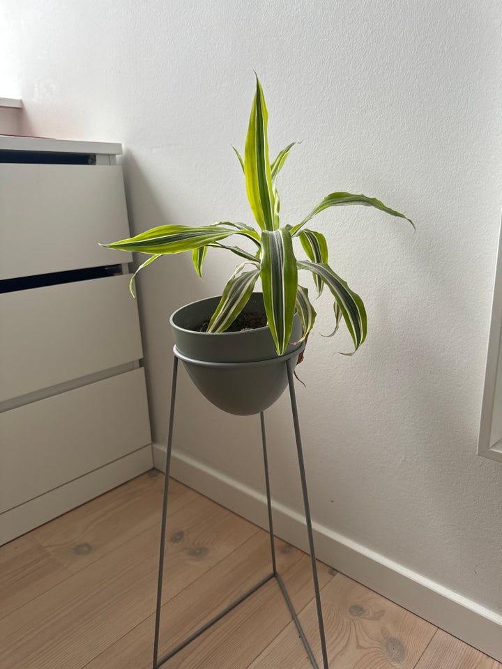 Plante med gulvkrukke