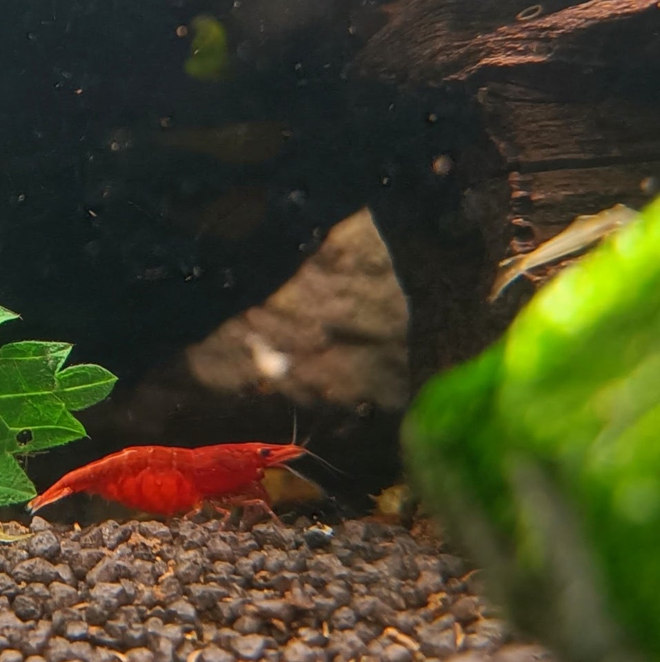 Neocaridina Davidii, Fire Red