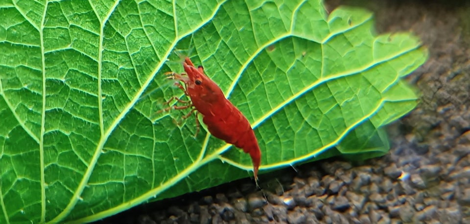 Neocaridina Davidii, Fire Red