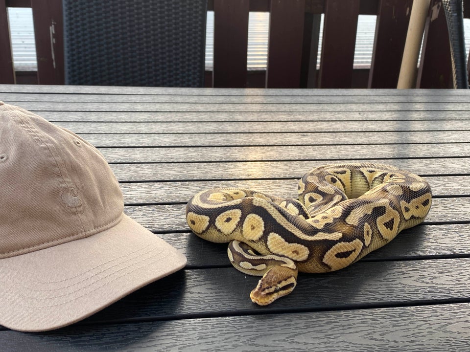 Slange, Kongepython