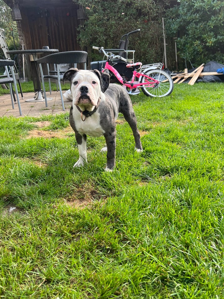 Old english bulldog , hvalpe, 7 mdr.