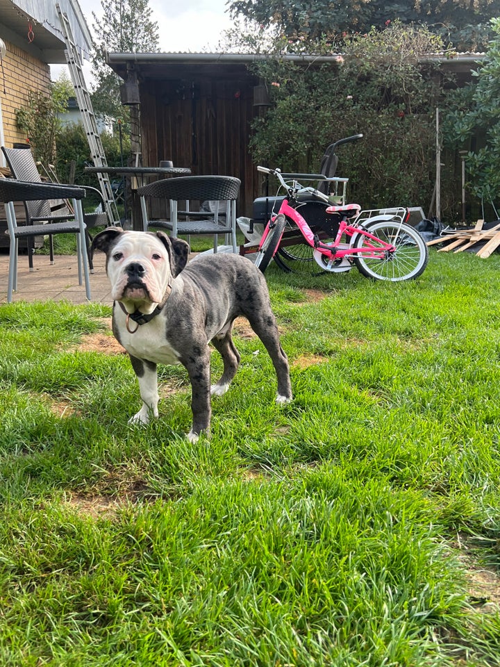 Old english bulldog , hvalpe, 7 mdr.