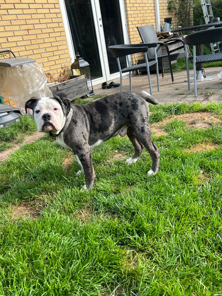 Old english bulldog , hvalpe, 7 mdr.