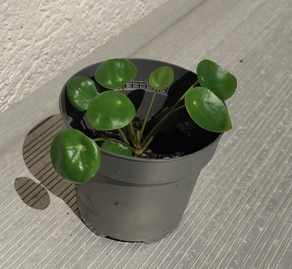 Stueplante Pilea