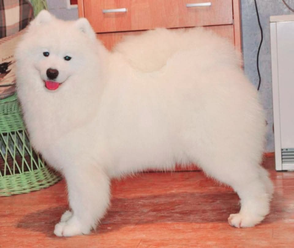 Samoyed FCI  hundehvalp