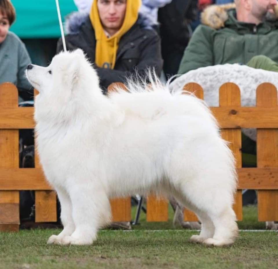 Samoyed FCI  hundehvalp