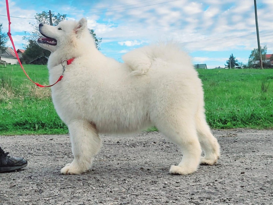 Samoyed FCI  hundehvalp