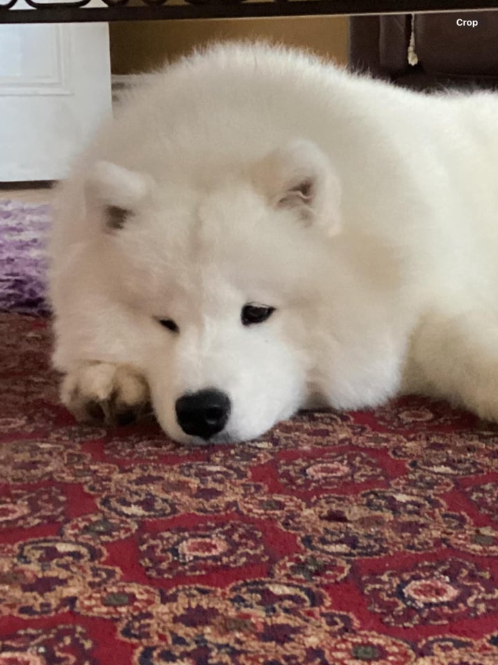 Samoyed FCI  hundehvalp