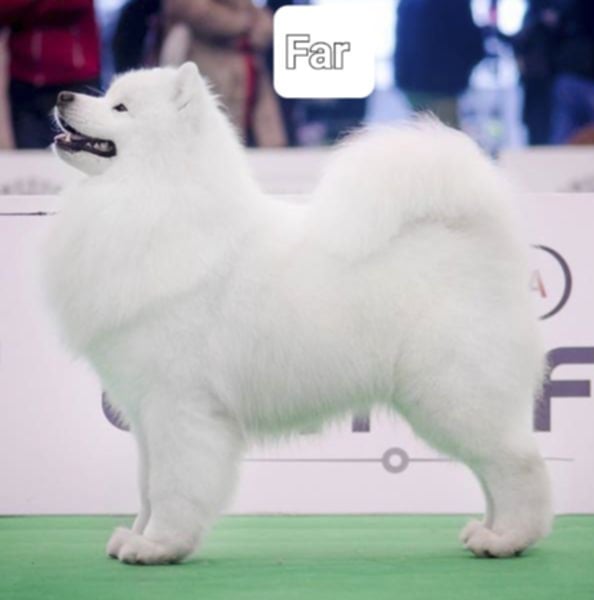 Samoyed FCI  hundehvalp