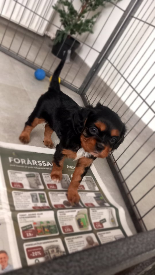 Cavalier King Charles Spaniel