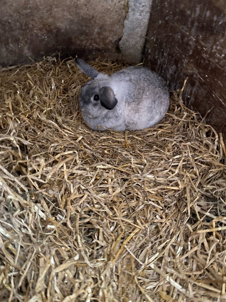 Kanin, Mini lop/dræg kanin