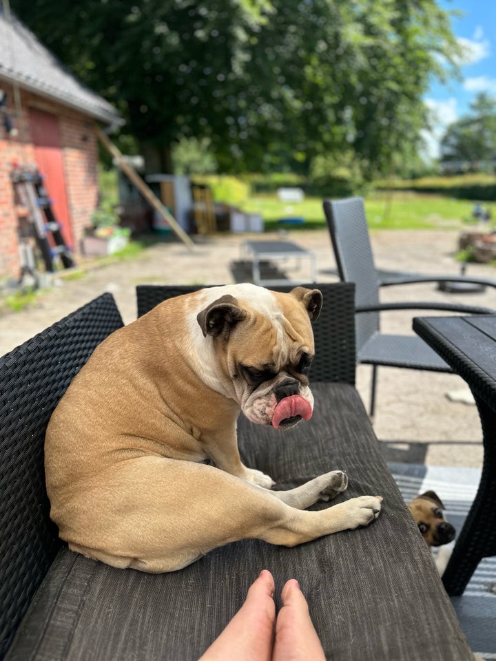 Engelsk bulldog hund 2 år