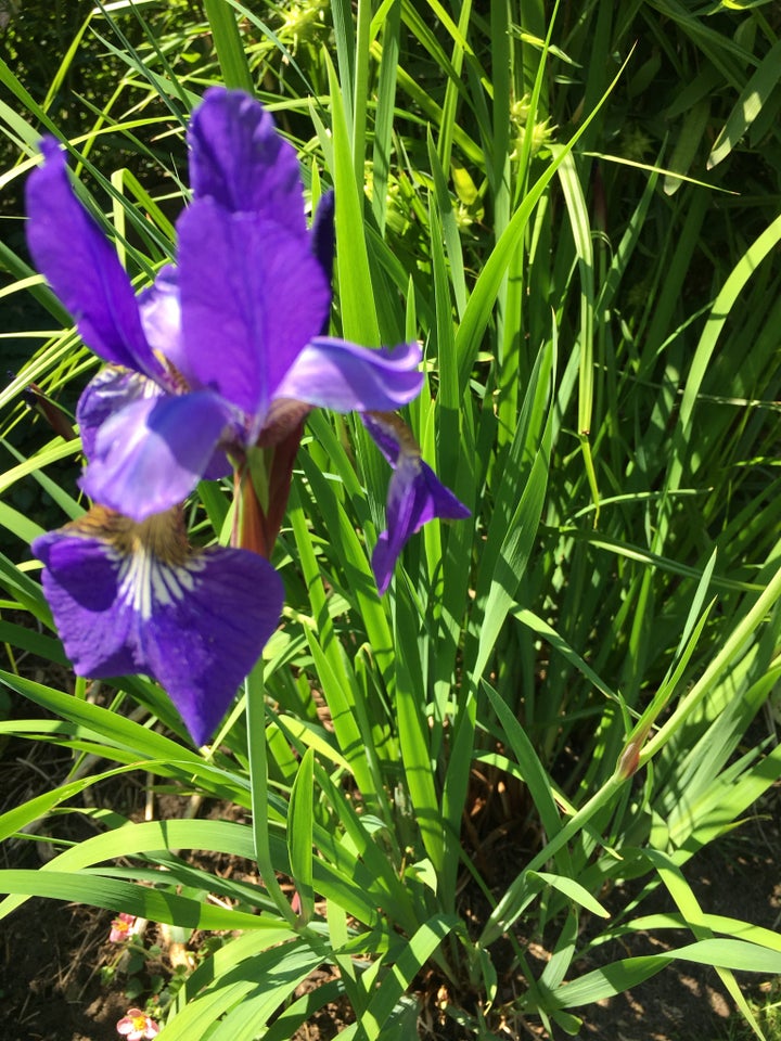 Gule og blå Iris Stauder