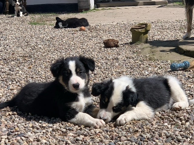 Stambogsførte Border Collie