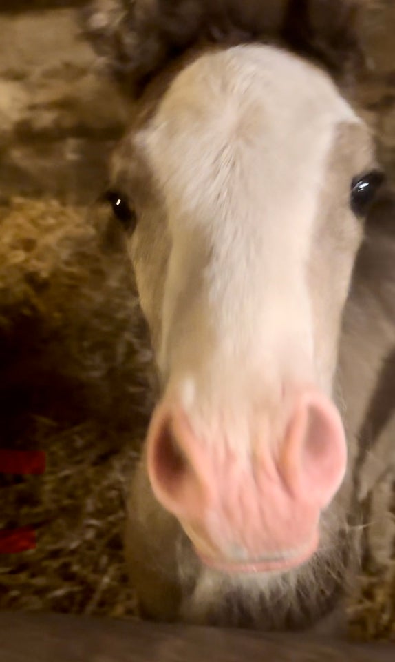 Irish Cob hingst 1 år