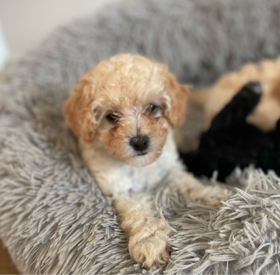 Cavapoo F1b hvalpe 7 uger