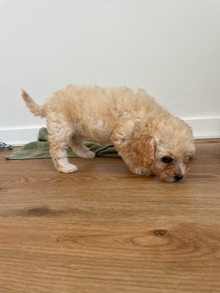 Cavapoo F1b hvalpe 7 uger