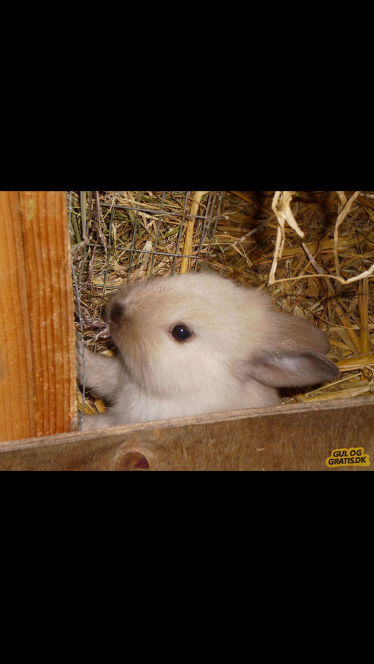 Kanin Løvehoved  Teddy