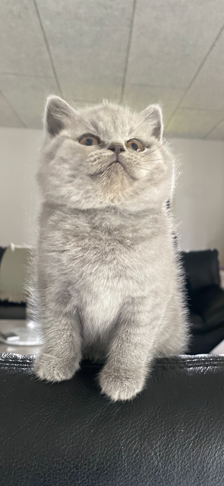 British Shorthair hankilling 8