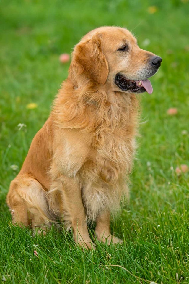 Ægte mørke golden retriever