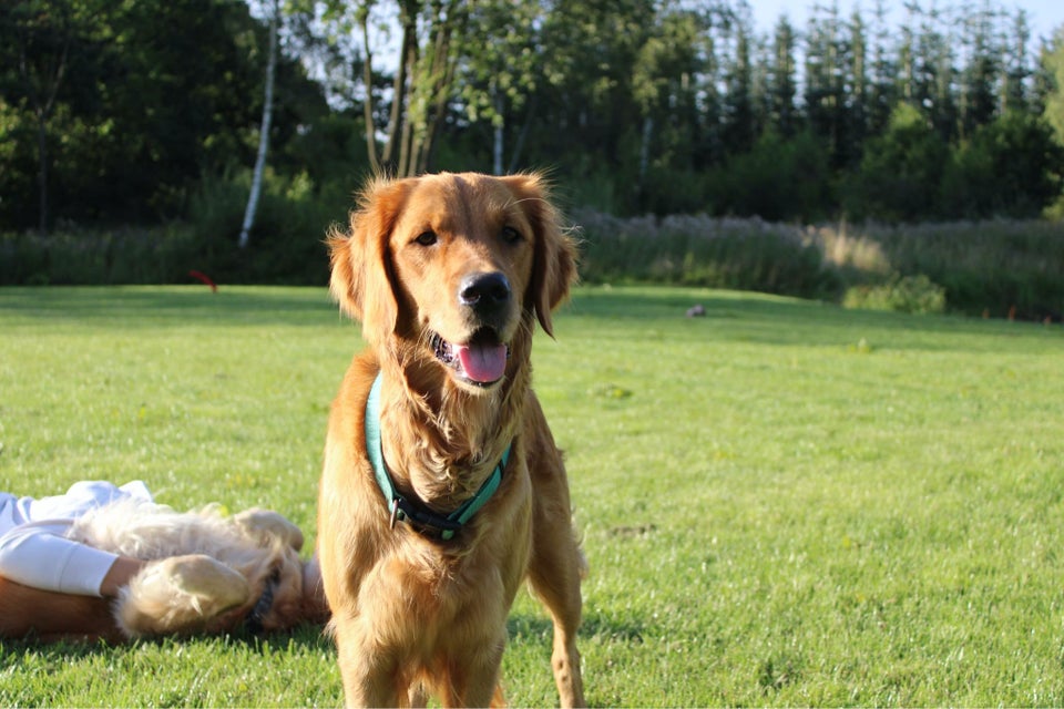 Ægte mørke golden retriever