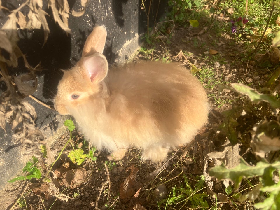 Kanin, Angora, 0 år