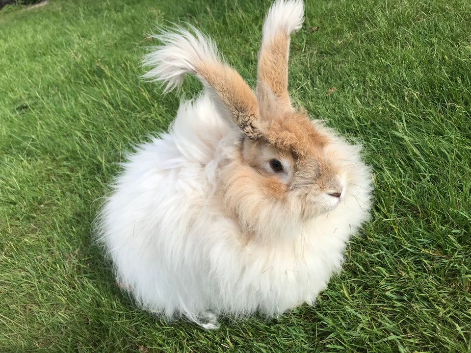 Kanin, Angora, 0 år