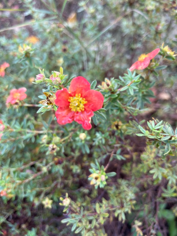 Potentilla, Red Arrow