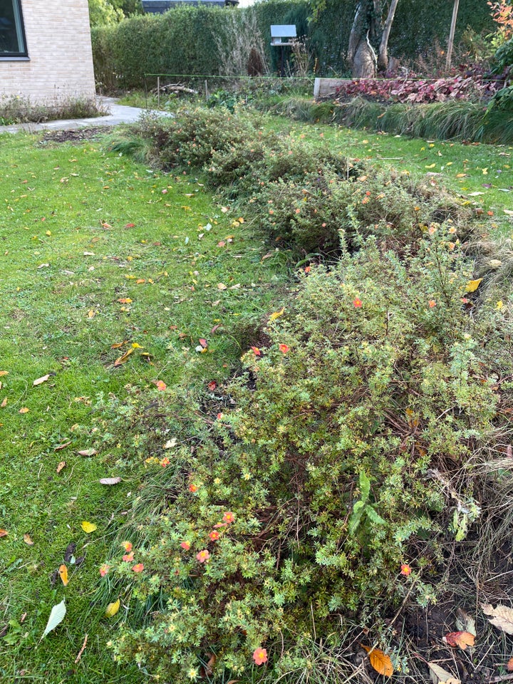 Potentilla, Red Arrow